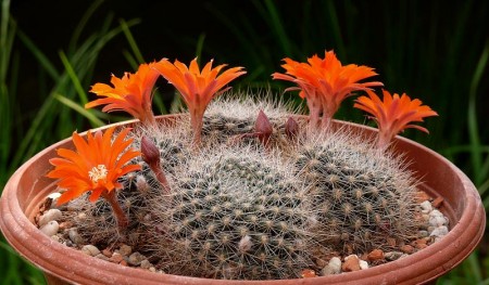 Rebutia flavistila FR 756